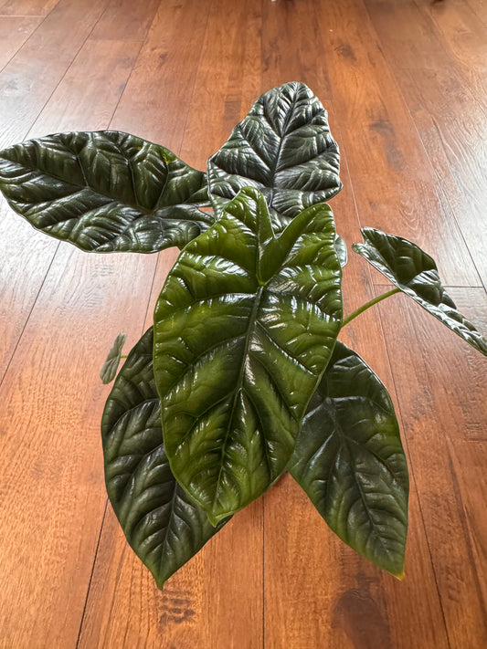 4” Alocasia Sinuata (Quilted Dreams)