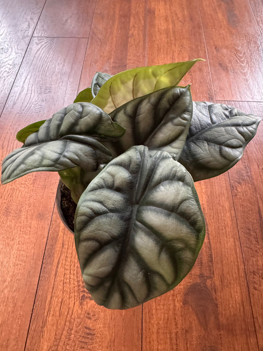 5” Alocasia Silver Dragon
