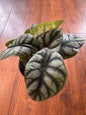 5” Alocasia Silver Dragon
