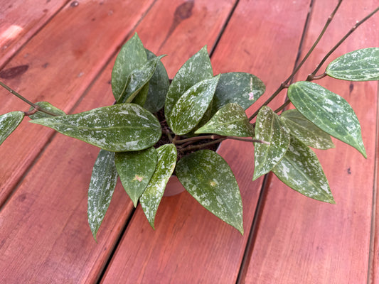 5” Hoya Rangsan