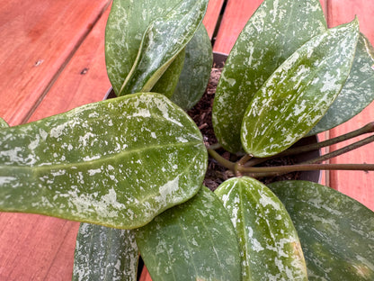 5” Hoya Rangsan