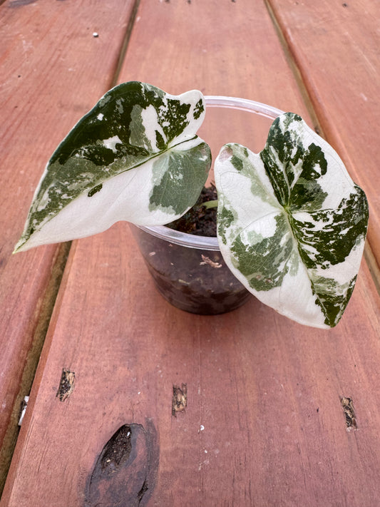 2” Variegated Alocasia Frydek