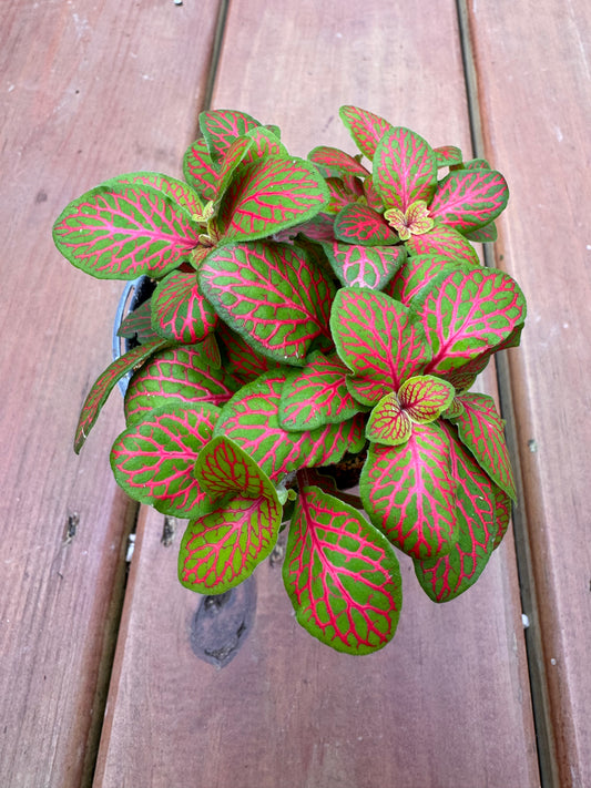 4” Fittonia ‘ Red Skeleton’