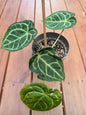 6” Anthurium Magnificum Verde X Ace Of Spades