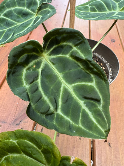 6” Anthurium Magnificum Verde X Ace Of Spades