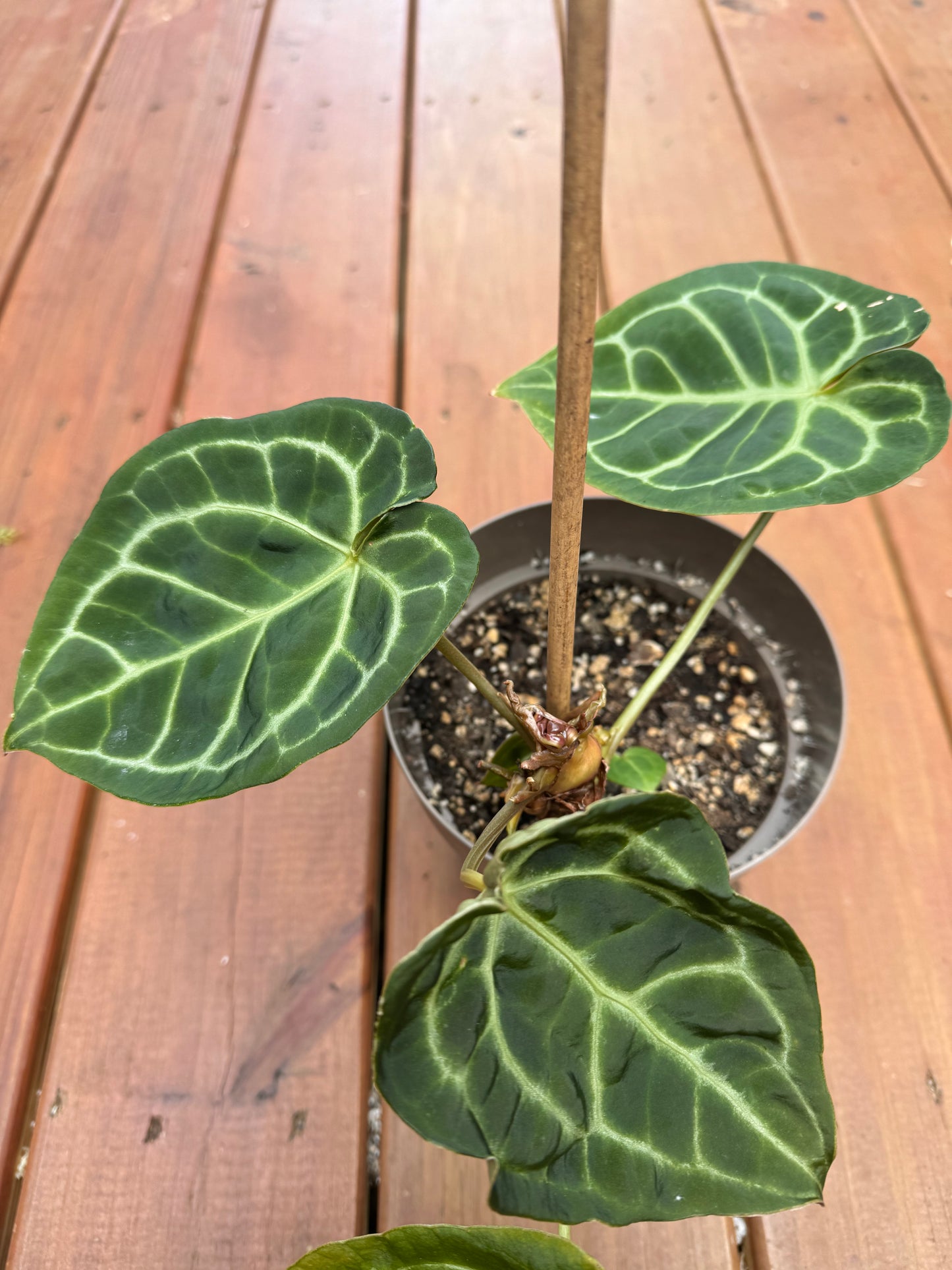 6” Anthurium Magnificum Verde X Ace Of Spades