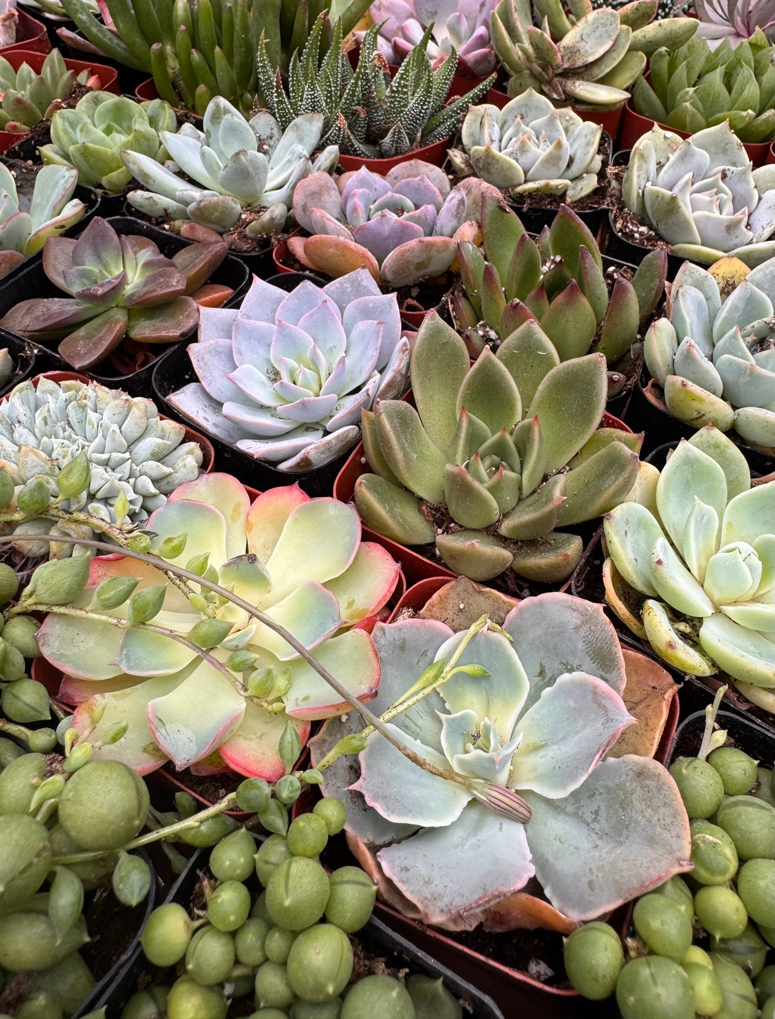 Assorted 2-inch succulent featuring a random easy-care variety. A compact drought-tolerant houseplant.