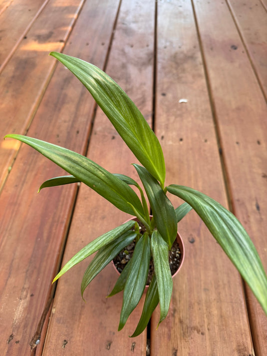 Silver Streak Pothos in 4-inch pot with trailing green leaves streaked with silver veining, vining tropical houseplant