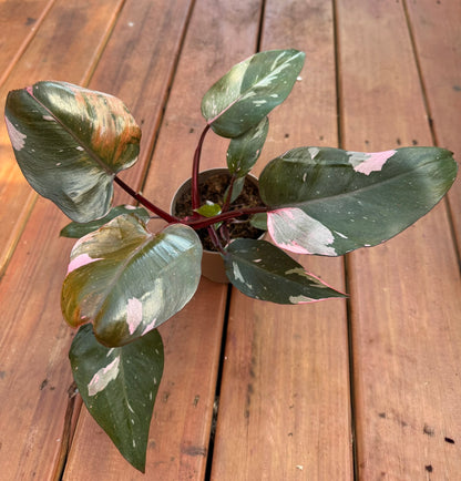 “Pink Princess Philodendron in 5-inch pot with heart-shaped leaves variegated in pink, green, and burgundy, climbing tropical houseplant”