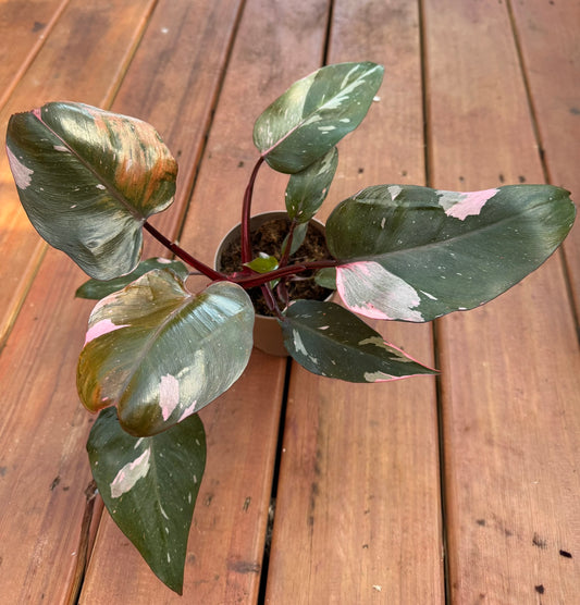“Pink Princess Philodendron in 5-inch pot with heart-shaped leaves variegated in pink, green, and burgundy, climbing tropical houseplant”
