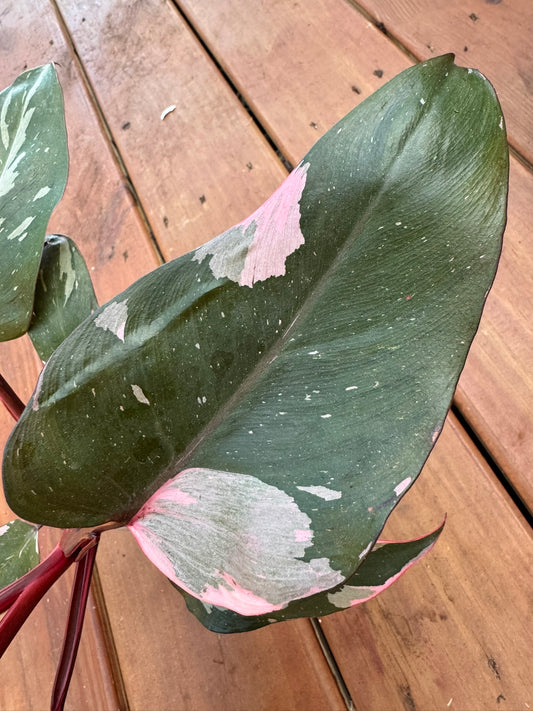 “Pink Princess Philodendron in 5-inch pot with heart-shaped leaves variegated in pink, green, and burgundy, climbing tropical houseplant”