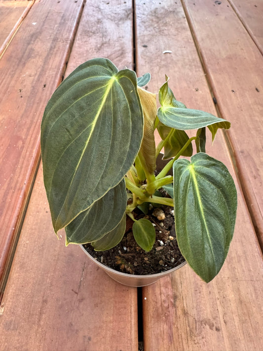 “Philodendron Melanochrysum in 5-inch pot with long velvety emerald leaves and golden veining, climbing philodendron houseplant”