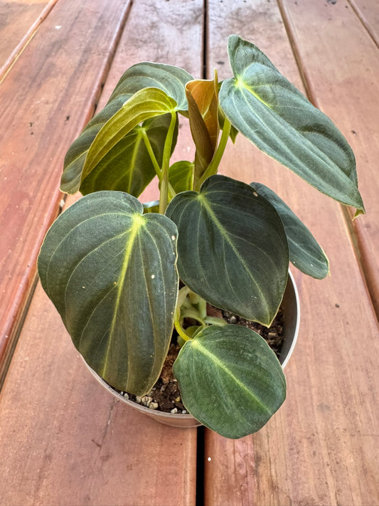 “Philodendron Melanochrysum in 5-inch pot with long velvety emerald leaves and golden veining, climbing philodendron houseplant”