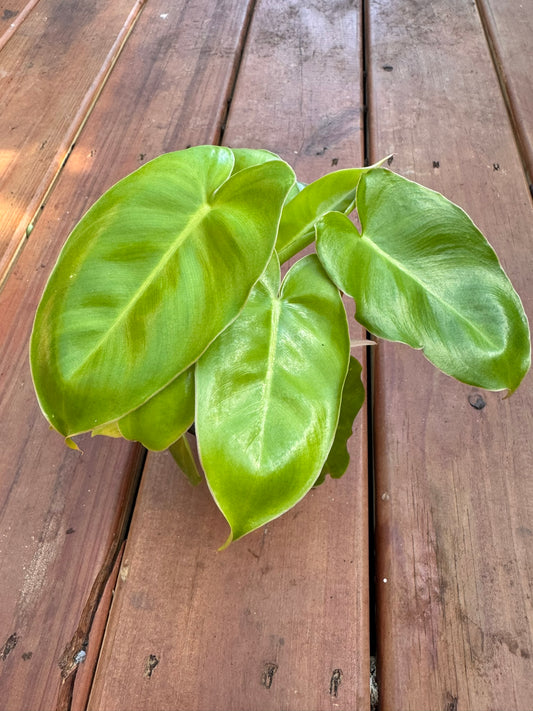 “Philodendron Burle Marx in 4-inch pot with glossy green elongated leaves, compact tropical philodendron houseplant”