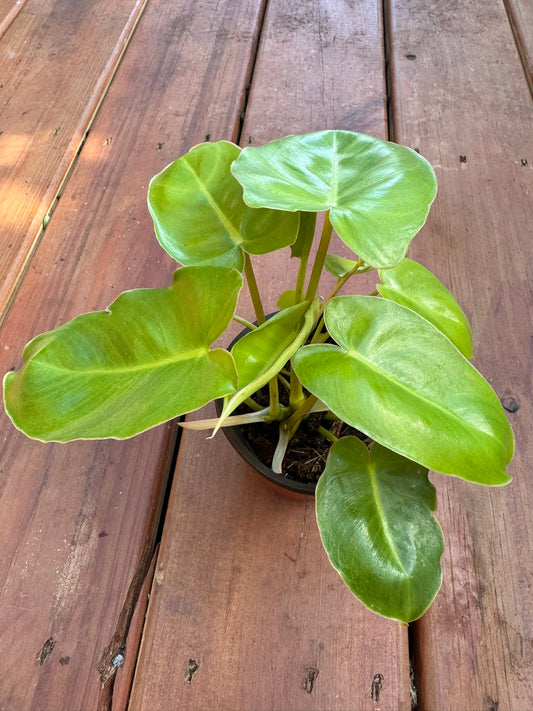 “Philodendron Burle Marx in 4-inch pot with glossy green elongated leaves, compact tropical philodendron houseplant”