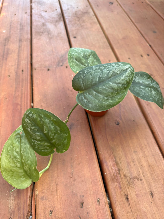 “Scindapsus Mt Salak in 4-inch pot with thick green leaves patterned in silver, trailing or climbing tropical houseplant”