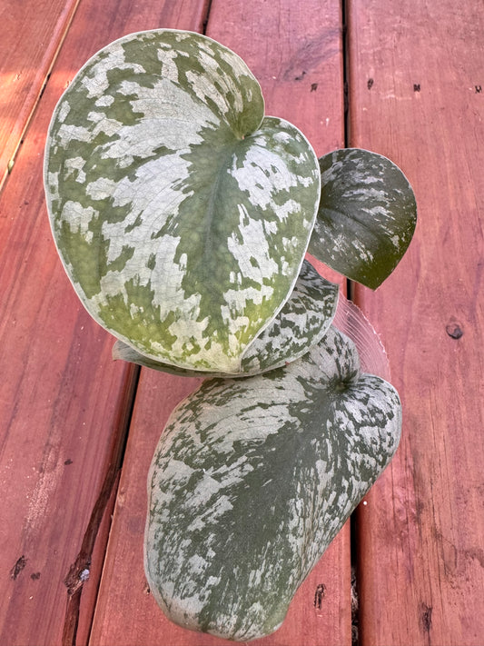“Scindapsus Exotica in 4-inch pot with trailing oversized green leaves speckled in silver, satin pothos houseplant”