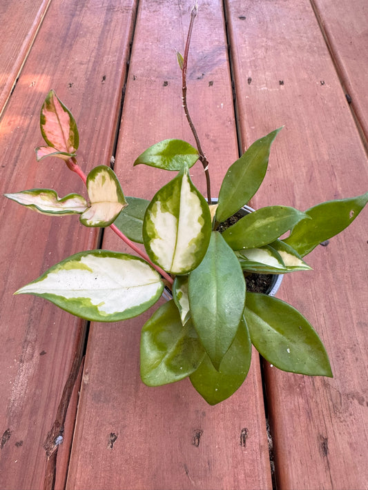 “Hoya Krimson Princess in 4-inch pot with variegated leaves in green, white, and pink, trailing tropical wax plant”