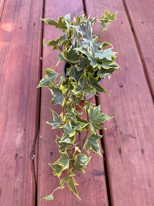 “Hedera Yellow Ripple in 4-inch pot with yellow-edged green ivy leaves, trailing or climbing houseplant”