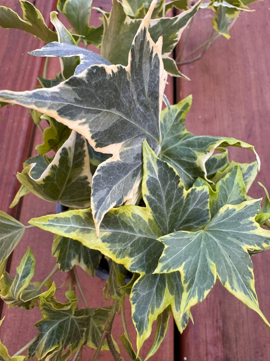 “Hedera Yellow Ripple in 4-inch pot with yellow-edged green ivy leaves, trailing or climbing houseplant”