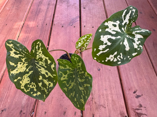 Alocasia Hilo Beauty in 3-inch pot with green and cream patterned leaves, jewel Alocasia tropical houseplant