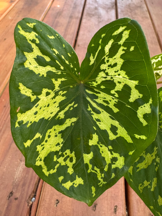 Alocasia Hilo Beauty in 3-inch pot with green and cream patterned leaves, jewel Alocasia tropical houseplant