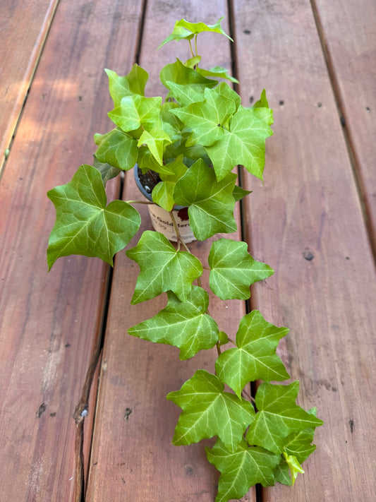 Hedera Goldstern in 4-inch pot with trailing star-shaped green leaves edged in gold, climbing ivy houseplant