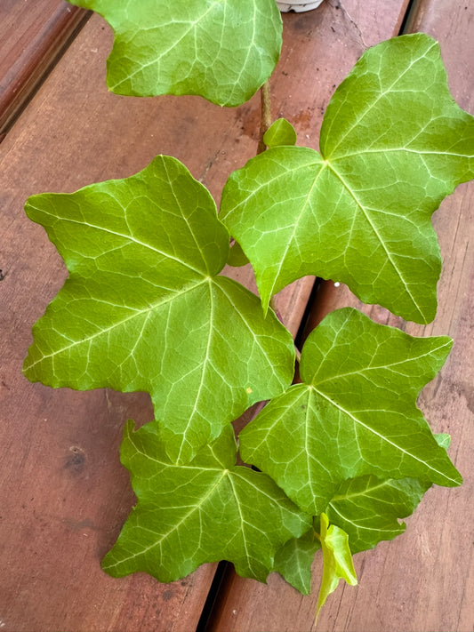Hedera Goldstern in 4-inch pot with trailing star-shaped green leaves edged in gold, climbing ivy houseplant