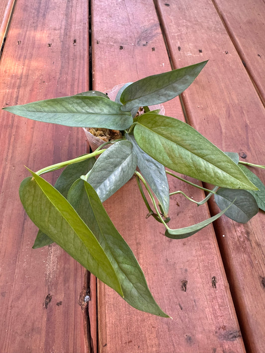 Cebu Blue Pothos in 4-inch pot with trailing silvery-blue narrow leaves, tropical pothos houseplant