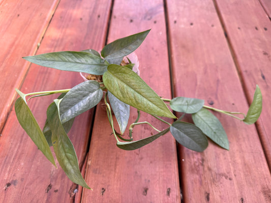 Cebu Blue Pothos in 4-inch pot with trailing silvery-blue narrow leaves, tropical pothos houseplant