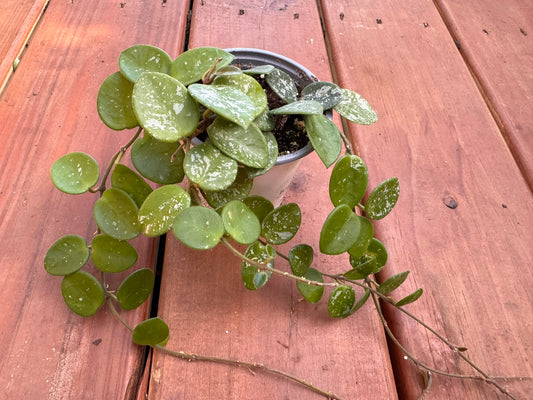 Hoya Mathilde Splash in 4-inch pot with round green leaves flecked in silver, trailing tropical wax plant