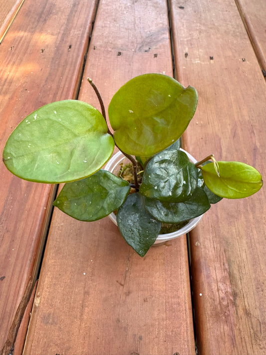 Hoya Chelsea in 4-inch pot with thick glossy heart-shaped green leaves, trailing tropical wax plant