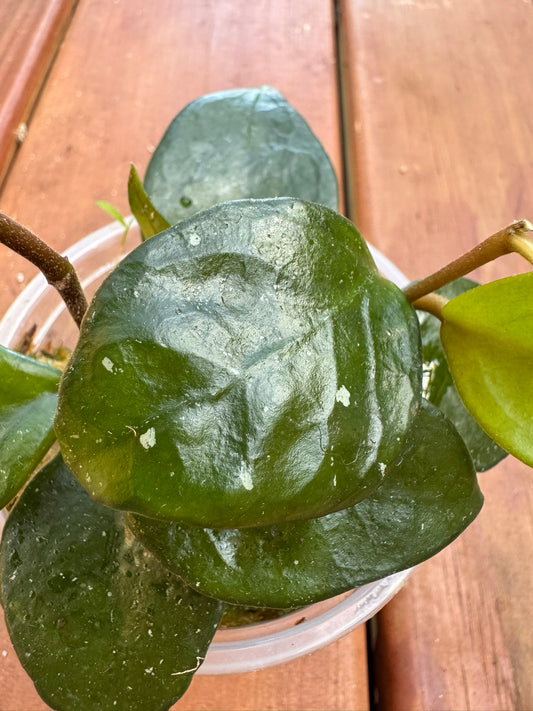 Hoya Chelsea in 4-inch pot with thick glossy heart-shaped green leaves, trailing tropical wax plant