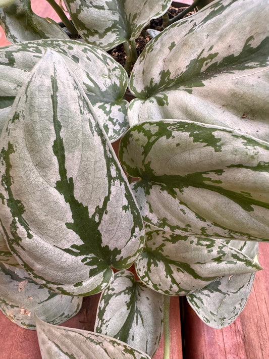 Scindapsus Kalimantan in 5-inch pot with bold deep green leaves, trailing or climbing tropical houseplant