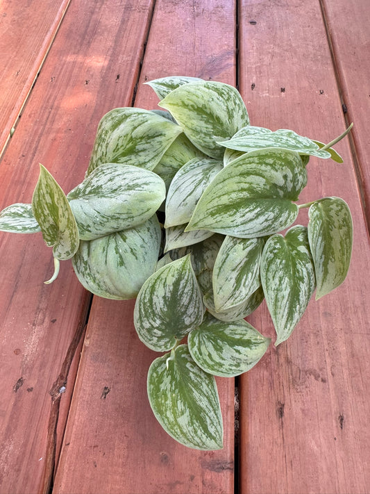 Scindapsus Nangga Seni in 5-inch pot with patterned green leaves and silver accents, trailing tropical houseplant