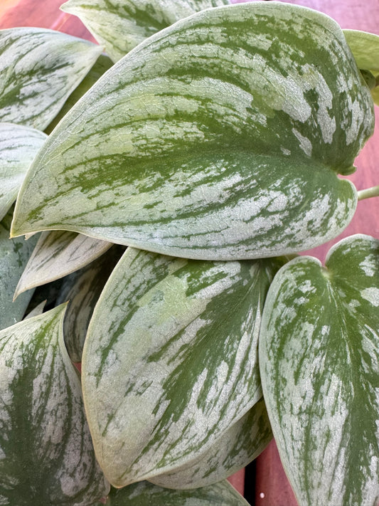 Scindapsus Nangga Seni in 5-inch pot with patterned green leaves and silver accents, trailing tropical houseplant