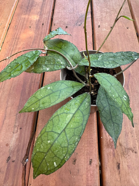 Hoya Clemensiorum in 5-inch pot with large elongated green leaves etched in bold veining, tropical vining wax plant