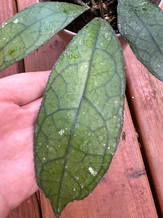 Hoya Clemensiorum in 5-inch pot with large elongated green leaves etched in bold veining, tropical vining wax plant