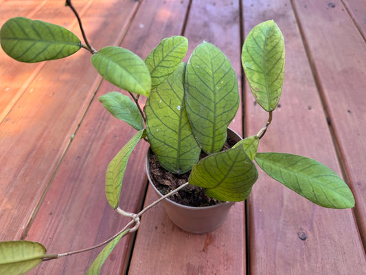 Hoya Sabah in 5-inch pot with thick rounded green leaves, trailing tropical wax plant