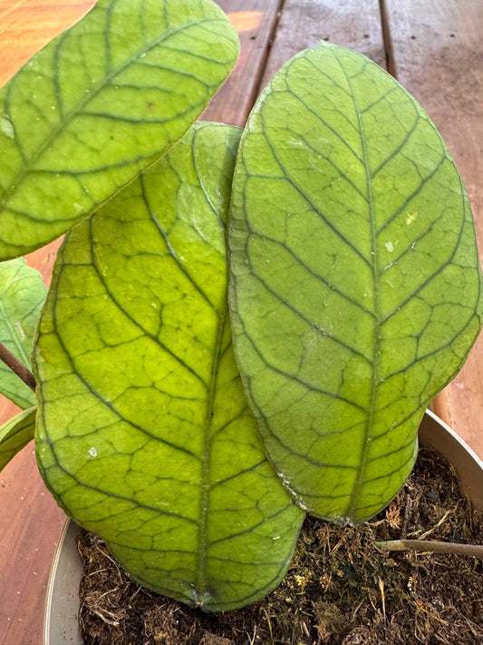 Hoya Sabah in 5-inch pot with thick rounded green leaves, trailing tropical wax plant