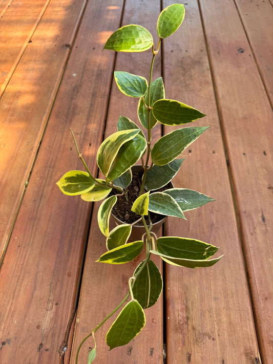 Hoya Latifolia Albomarginata in 5-inch pot with large round green leaves edged in creamy white, tropical wax plant