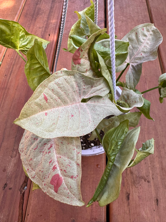 Syngonium Milk Confetti in 5-inch hanging basket with trailing arrow-shaped leaves variegated in green, white, and pink”