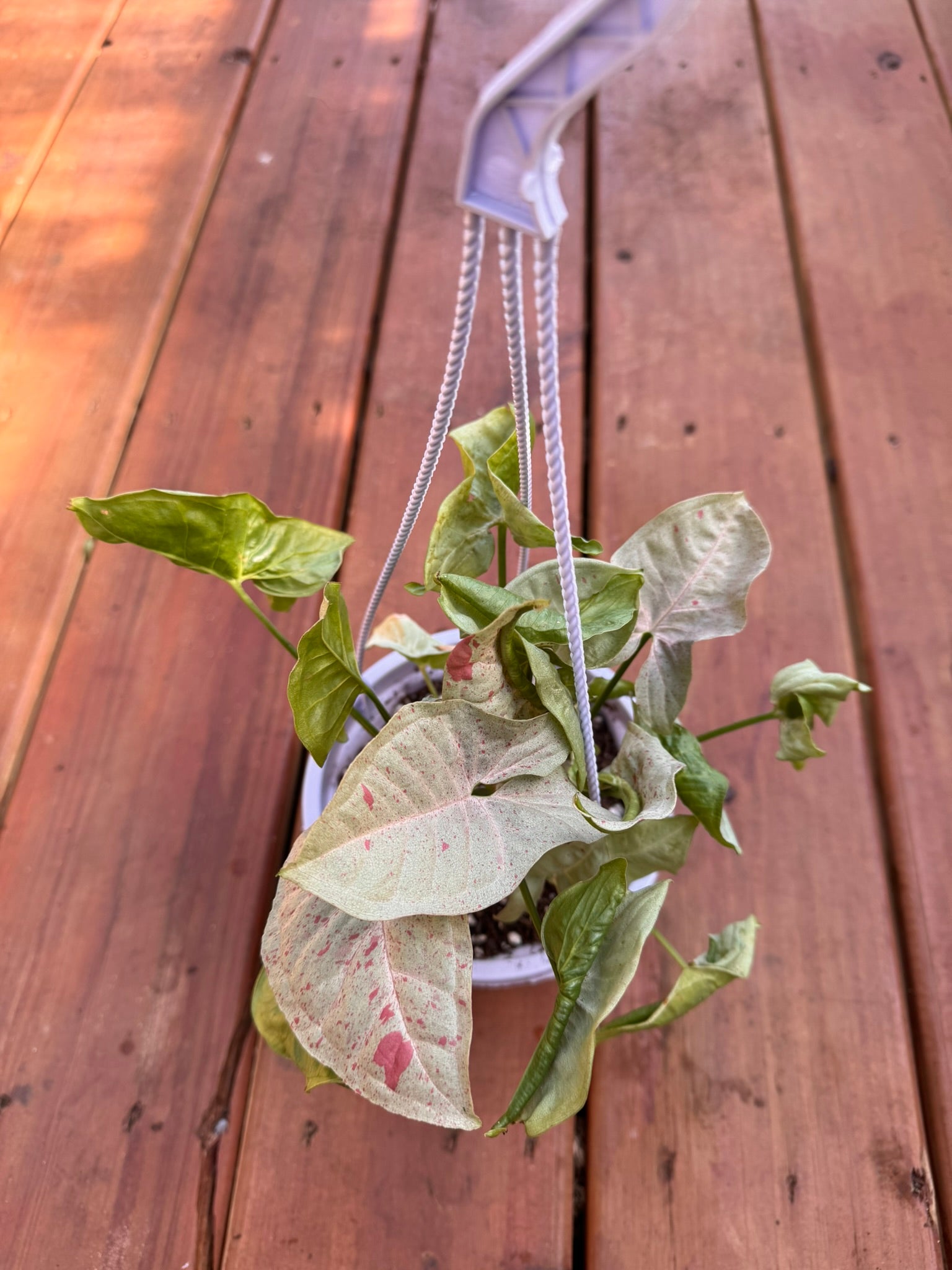 Syngonium Milk Confetti in 5-inch hanging basket with trailing arrow-shaped leaves variegated in green, white, and pink”