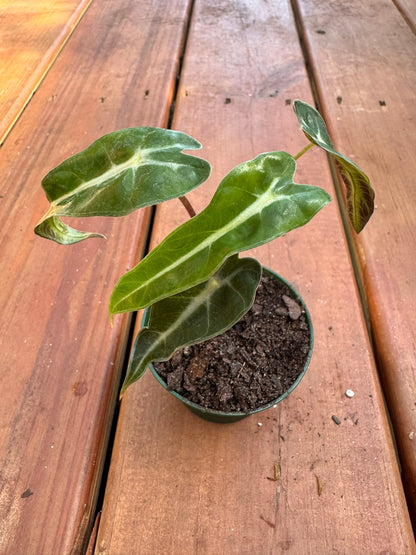 Alocasia Bambino in 3-inch pot with narrow green arrowhead leaves and white veins, compact jewel Alocasia houseplant
