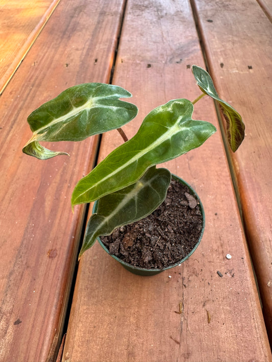 Alocasia Bambino in 3-inch pot with narrow green arrowhead leaves and white veins, compact jewel Alocasia houseplant
