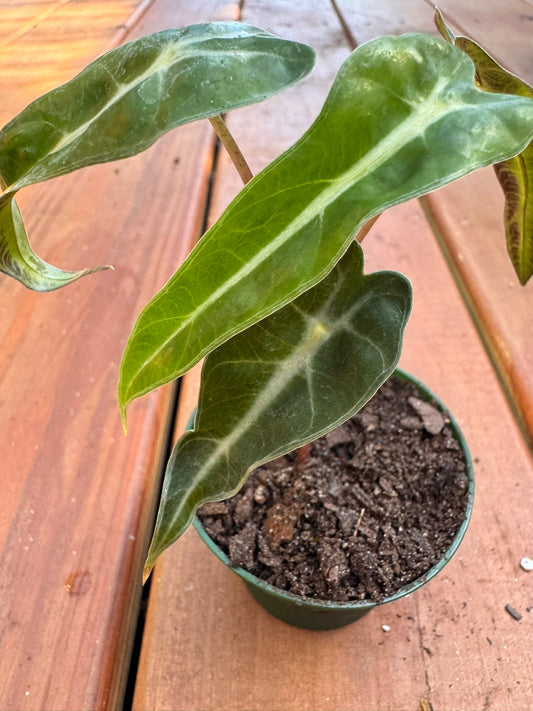 Alocasia Bambino in 3-inch pot with narrow green arrowhead leaves and white veins, compact jewel Alocasia houseplant