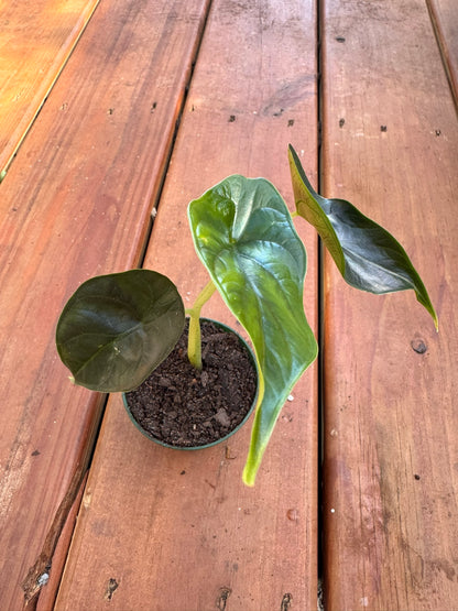 Alocasia Green Unicorn in 3-inch pot with glossy arrow-shaped emerald green leaves, compact jewel Alocasia houseplant