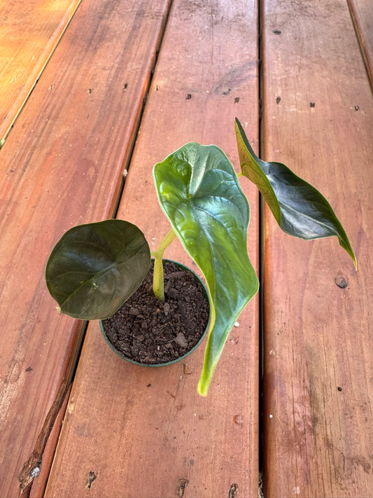 Alocasia Green Unicorn in 3-inch pot with glossy arrow-shaped emerald green leaves, compact jewel Alocasia houseplant
