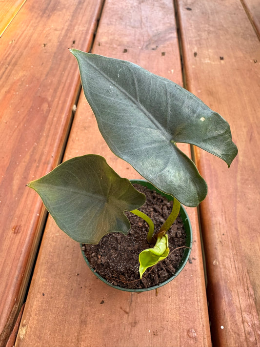 Alocasia Purple Cloak in 3-inch pot with broad dark green leaves and purple undersides, compact jewel Alocasia houseplant
