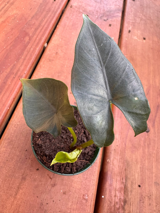 Alocasia Purple Cloak in 3-inch pot with broad dark green leaves and purple undersides, compact jewel Alocasia houseplant